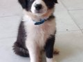 Zeki,Sağlıklı ve Irk garantili Border Collie Yavruları