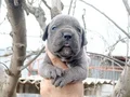 Atletik Yapılı İri Kemikli Cane Corso Yavruları