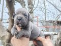 Atletik Yapılı İri Kemikli Cane Corso Yavruları
