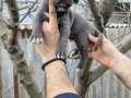 Atletik Yapılı İri Kemikli Cane Corso Yavruları
