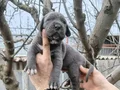 Atletik Yapılı İri Kemikli Cane Corso Yavruları