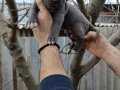 Atletik Yapılı İri Kemikli Cane Corso Yavruları