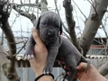 Atletik Yapılı İri Kemikli Cane Corso Yavruları