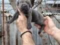 Atletik Yapılı İri Kemikli Cane Corso Yavruları