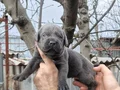 Atletik Yapılı İri Kemikli Cane Corso Yavruları