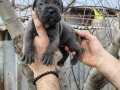 Atletik Yapılı İri Kemikli Cane Corso Yavruları