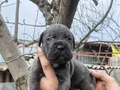 Atletik Yapılı İri Kemikli Cane Corso Yavruları