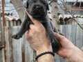 Atletik Yapılı İri Kemikli Cane Corso Yavruları