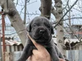 Atletik Yapılı İri Kemikli Cane Corso Yavruları