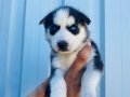 Mavi Gözlü Maskeli Husky Yavruları
