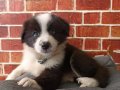 Akıllı ve sosyal Border Collie Yavruları