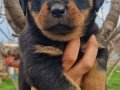 A KALİTE MACAR ROTTWEİLER  YAVRULARI