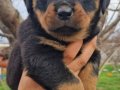 A KALİTE MACAR ROTTWEİLER  YAVRULARI