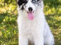 Zeki,Sağlıklı ve Irk garantili Border Collie Yavruları