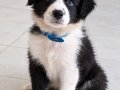 Zeki çevik ve akıllı border collie yavrular 