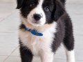 Zeki çevik ve akıllı border collie yavrular 