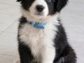Zeki çevik ve akıllı border collie yavrular 
