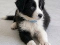Zeki çevik ve akıllı border collie yavrular 