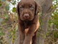 Çikolata Labrador  Yavruları – Sevimli, Sağlıklı ve Oyuncu
