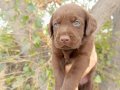 Çikolata Labrador  Yavruları – Sevimli, Sağlıklı ve Oyuncu