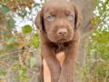 Çikolata Labrador  Yavruları – Sevimli, Sağlıklı ve Oyuncu