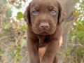 Çikolata Labrador  Yavruları – Sevimli, Sağlıklı ve Oyuncu
