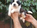 Safkan ST Bernard yavrularımız 