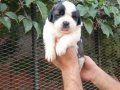 Safkan ST Bernard yavrularımız 