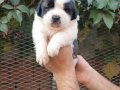 Safkan ST Bernard yavrularımız 
