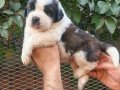 Safkan ST Bernard yavrularımız 