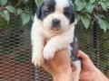 Safkan ST Bernard yavrularımız 