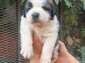 Safkan ST Bernard yavrularımız 