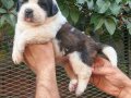 Safkan ST Bernard yavrularımız 