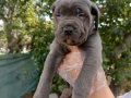Blu cane corso yavrular