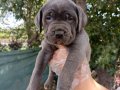 Blu cane corso yavrular