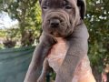 Blu cane corso yavrular