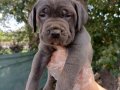 Blu cane corso yavrular