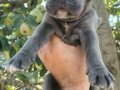 Blu cane corso yavrular
