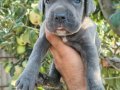 Blu cane corso yavrular
