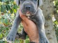 Blu cane corso yavrular