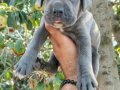 Blu cane corso yavrular