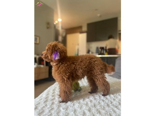 1 Numara Dişi Darkredbrawm Toy Poodle