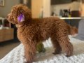 1 Numara Dişi Darkredbrawm Toy Poodle