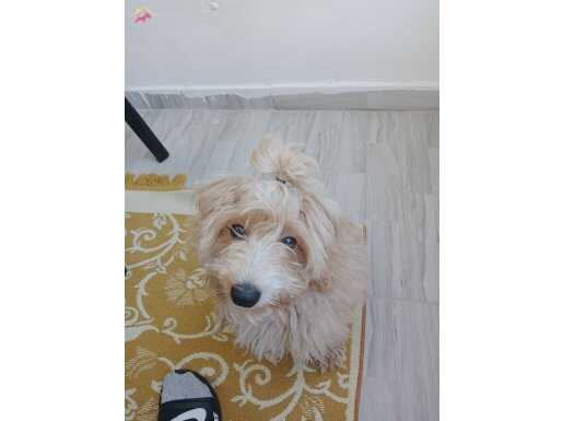 MALTİPOO OĞLUMUZ KAJU 6 AYLIK TUVALET EĞİTİMLİ