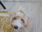 MALTİPOO OĞLUMUZ KAJU 6 AYLIK TUVALET EĞİTİMLİ