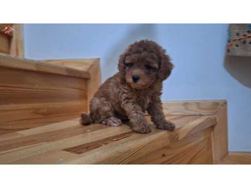 Dişi Poodle Bebekler