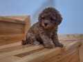 Dişi Poodle Bebekler