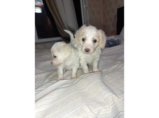 Safkan maltese terrier 1 bucuk aylık dişi ve erkek vardır 