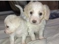 Safkan maltese terrier 1 bucuk aylık dişi ve erkek vardır 