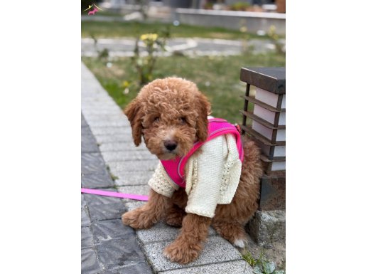 Poodle yavrumuz oyuncu ve çok tatlı